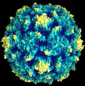 Viruses Acellular DNA or RNA, not both at same time Protein capsid Some