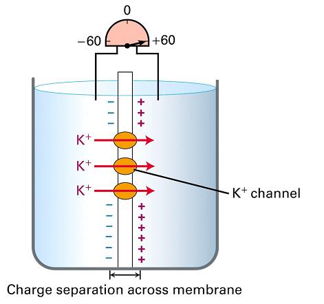 Potassium Channel Tetramer with identical subunits; High throughput rate: can pass 10 8 K ions per second (near diffusion limit): No binding site