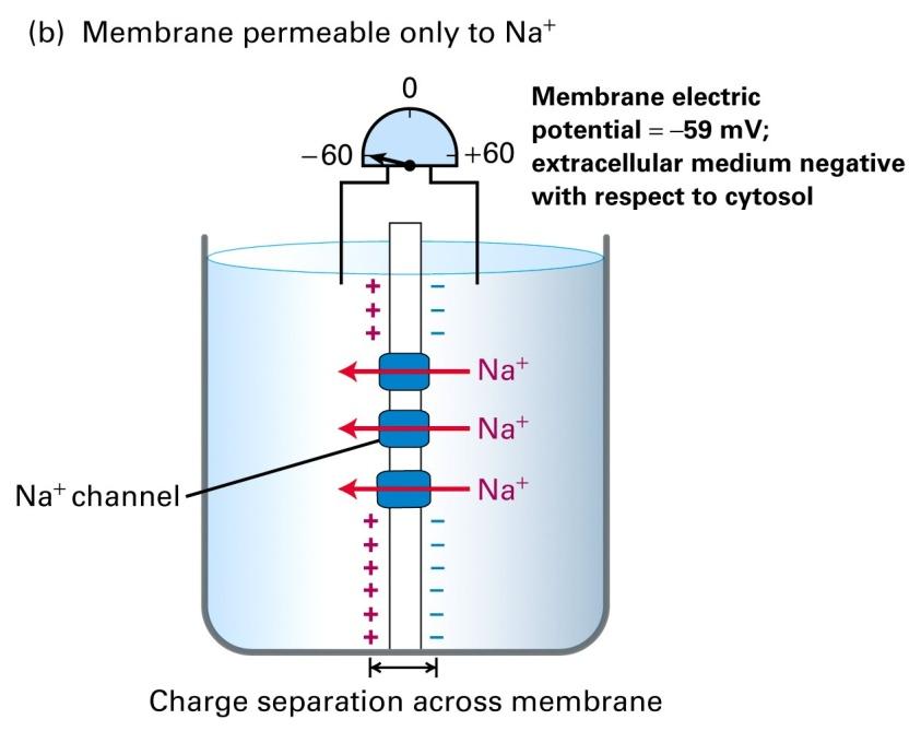 Thermodynamics of Ideal solutions If the membrane is only permeable to substance i, then the system reaches equilibrium when electrochemical potentials of substance i equal on both sides: in out μ =