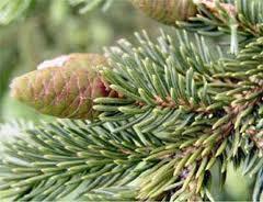 Plants of the Taiga A conifer is a tree that has seeds that develop in cones. Their leaves arrow shape and waxy coating helps them to retain water in the winter.