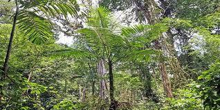 Tropical Rainforests Tropical rain forests are forests or jungles near the equator.