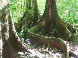 Nutrients in Tropical Rainforests Nutrients from dead organic matter are removed so efficiently that runoff from rain forests is often as pure as distilled water.