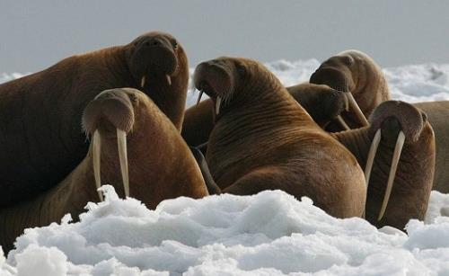 As the ice melts, walrus crowd together on the shoreline, making the spread of infection easier, and