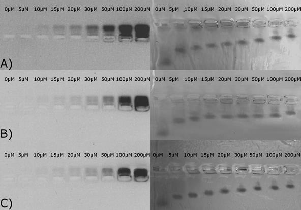 Figure S3: Agarose gel of R2A3 (A), R2A4 (B) and R2A5 (C) in the presence of 0.