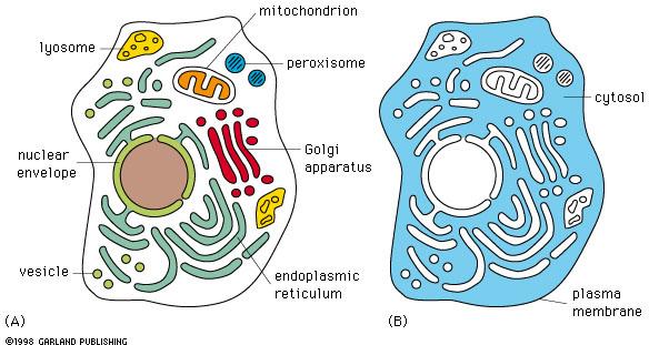 Compartmentalisation in the cell:
