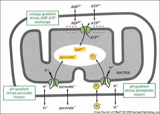 Active transport processes are driven