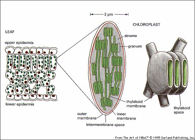 Chloroplasts resemble