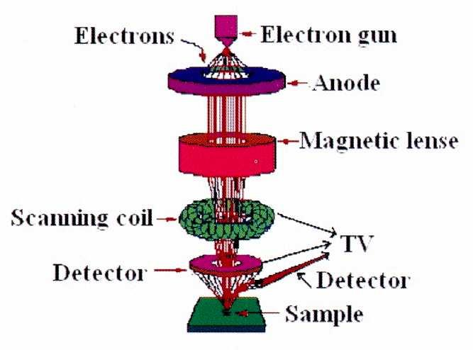 Scanning Electron Microscope The electron bam hits the sample, producing secondary electrons from the sample. These electrons are collected by a secondary detector or a backscatter detector.