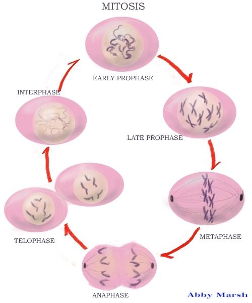 Anaphase is the third stage of mitosis. The centromeres have split, and the spindle fibres begin to contract, pulling the identical sister chromatids to opposite ends of the cell (the poles).