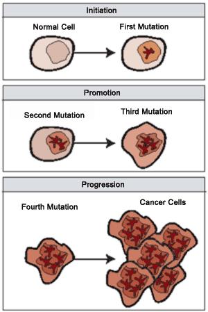 When Mitosis Fails Mitosis, like any other process in cells, needs to be controlled. Normally, cells only undergo mitosis when new cells are needed (e.g. for growth or repair).