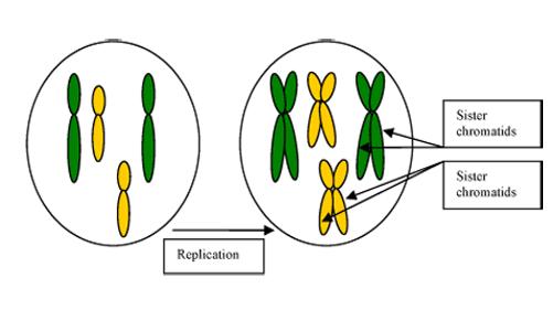 Meiosis Reduction Division In mitosis, the daughter cells produced have the same number of chromosomes as the parent cell two of each type.