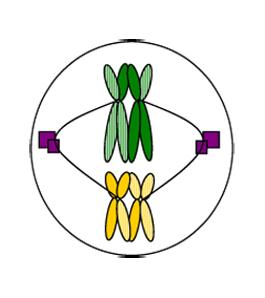 In metaphase I, the chromosomes migrate to the cell s