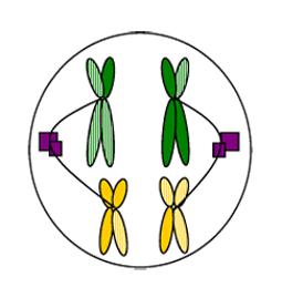 Homologous chromosomes are pulled apart by the shortening