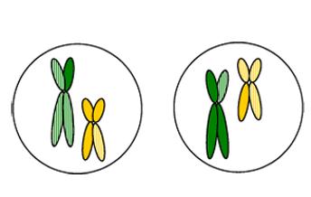 During telophase I, the chromosomes are divided into two separate cells. The centrioles and spindle fibres disappear. Each cell has one homologous pair (bivalent).