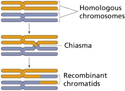 Two processes ensure that the four daughter cells produced by meiosis are genetically different: independent assortment of maternal and paternal homologous chromosomes o bivalents line up randomly at