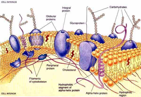 Biological Membranes Biological membranes, whether they are the plasma (cell) membrane, or a part of the endoplasmic reticulum, all have a similar structure.