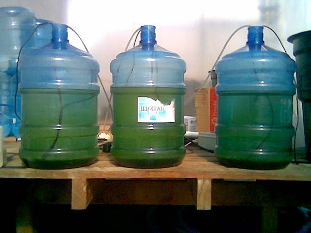 For qualitative information, the same procedure was made in a 0.2 m 3 tank with Phaeodactylum tricornutum microalgae, adding 8.5x10-4 m³ of 1.0 M NaOH solution.