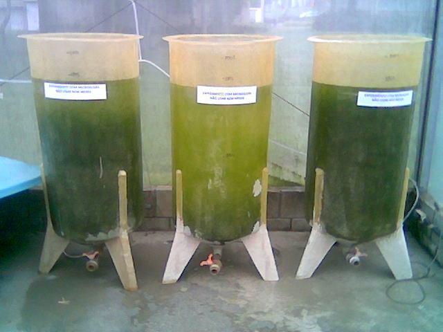 Decantation time of flocculated microalgae, for same visual standard of clarified supernatant. Experiment Time (s) TQ-1» 12000.0 TQ-2» 12000.0 TQ-3 3000.0 Figure 4.