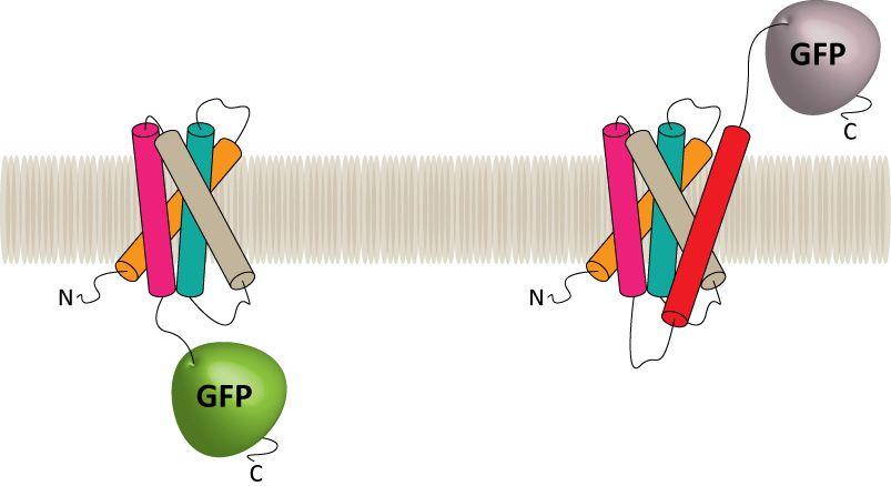 GFP AS A MEMBRANE PROTEIN FOLDING INDICATOR Fluorescent Not Fluorescent periplasm cytoplasmic
