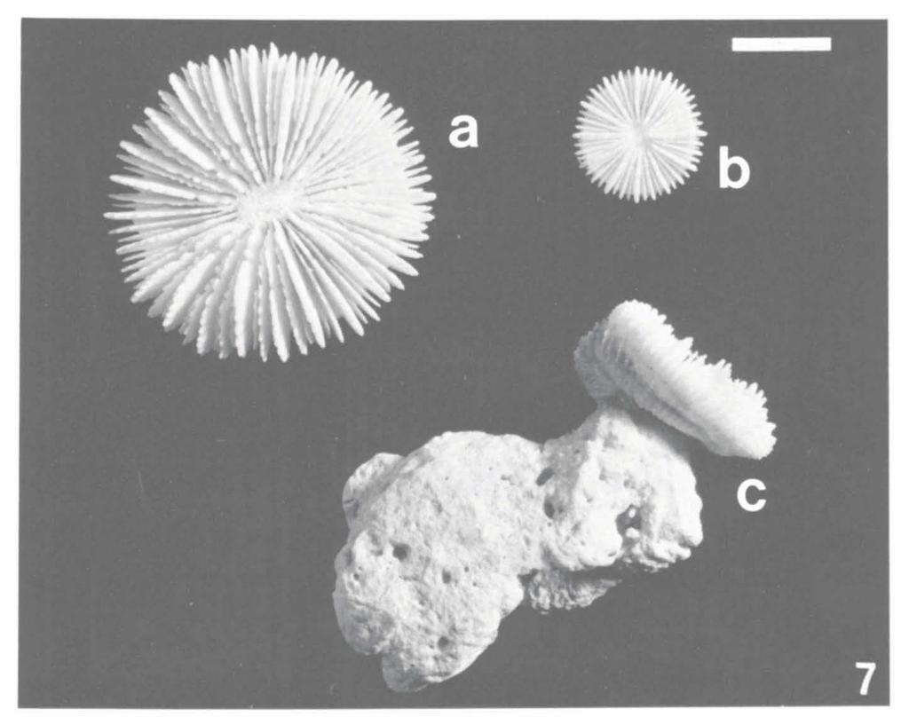 396 ZOOLOGISCHE MEDEDELINGEN 61 (1987) Fig. 7a-c. Paratypes of Indophyllia macassarensis spec. nov. from S.W. Sulawesi; two unattached specimens, fig.