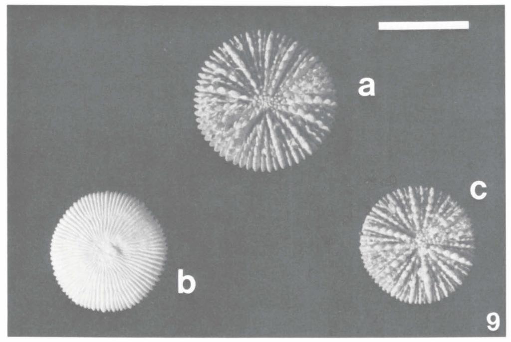 BEST/HOEKSEMA: OBSERVATIONS ON SCLERACTINIAN CORALS 399 Fig. 9a-c. Anthemiphyllia dentata (Alcock) from Binongko, Tukang Besi Islands (RMNH 18013). Scale bar: 1 cm. Characters and variability.