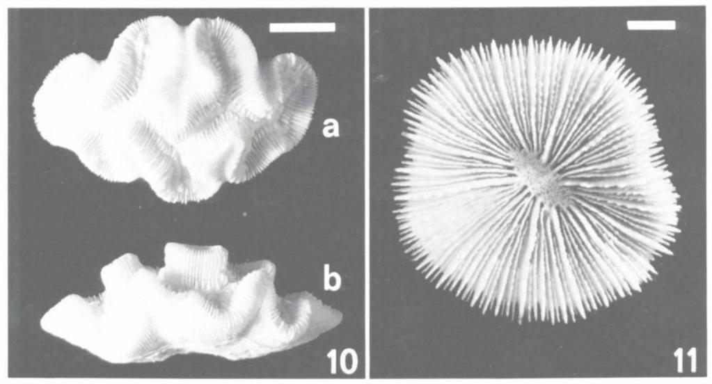 BEST/HOEKSEMA: OBSERVATIONS ON SCLERACTINIAN CORALS 401 Fig. loa b. Manicina areolata (Linnaeus) from St. Martin, Caribbean Sea (RMNH 8647). Scale bar: 2 cm. Fig. 11.