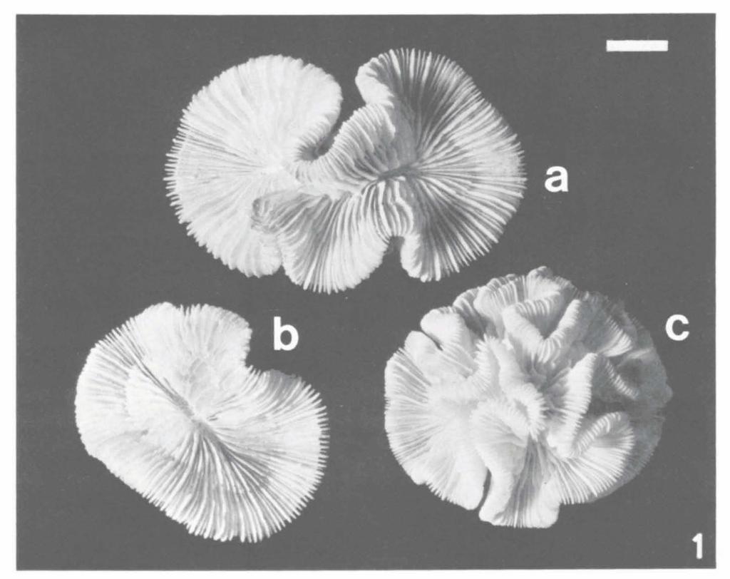 390 ZOOLOGISCHE MEDEDELINGEN 61 (1987) Fig. la-c. Variation in growth-form in Trachyphyllia geoffroyi (Audouin) from Komodo (RMNH 21396). Scale bar: 2 cm.
