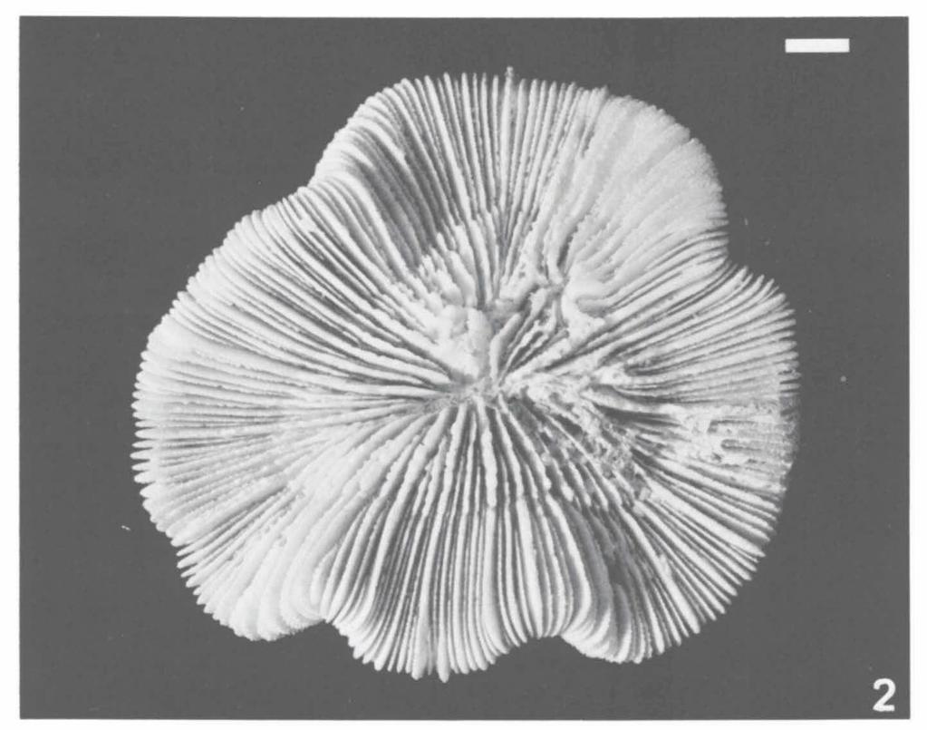 BEST/HOEKSEMA: OBSERVATIONS ON SCLERACTINIAN CORALS 391 Miocene species were placed in the genus Antillophyllia.