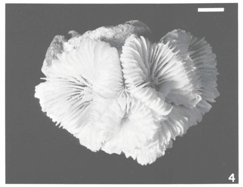 (RMNH 15219). Scale bar: 1 cm. Fig. 4.