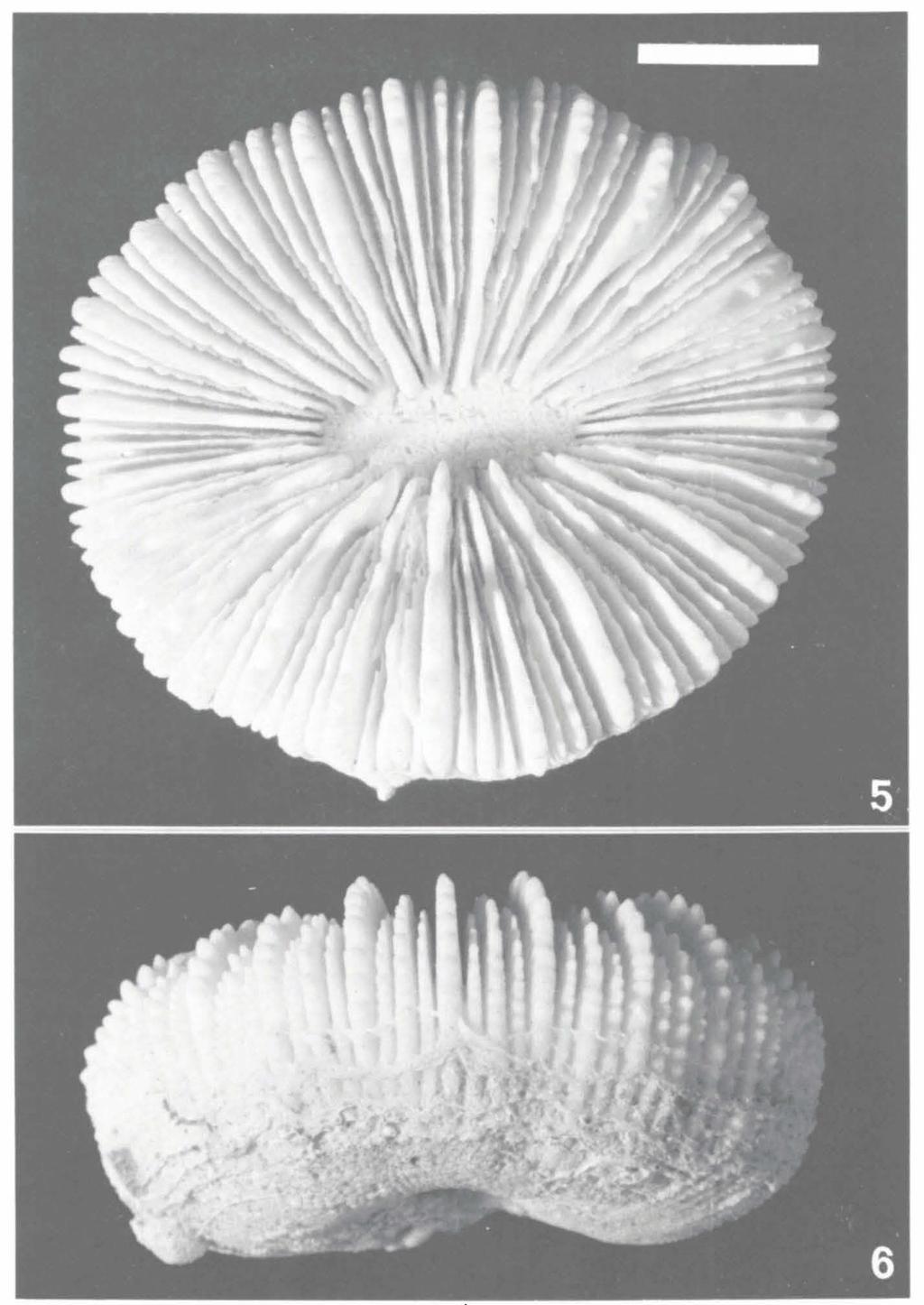 BEST/HOEKSEMA: OBSERVATIONS ON SCLERACTINIAN CORALS 395 Figs. 5-6.