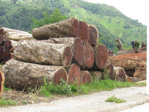 Logs coming from across the border from Myanmar The gradient established and collection made at these two locations within the Gaoligong are only a beginning and a return to the regions higher