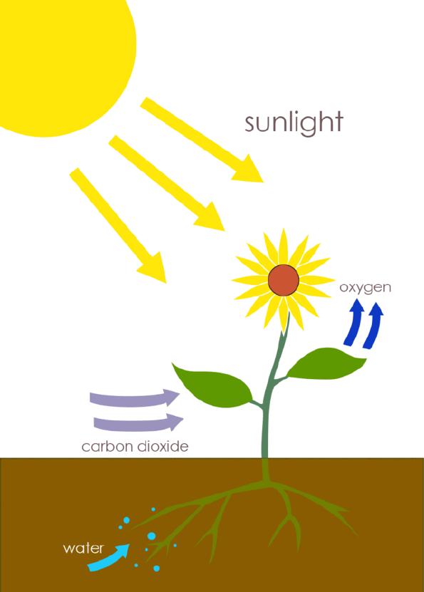 Slide 23 / 44 Equation for Photosynthesis The process can be simplified into the following equation: 6CO2 + 6H2O sunlight C6H12O2 + 6O2 The equation above contains 6 carbon molecules, 12 hydrogen