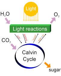 5 What is the name of the cycle that is also known as the light independent reactions?