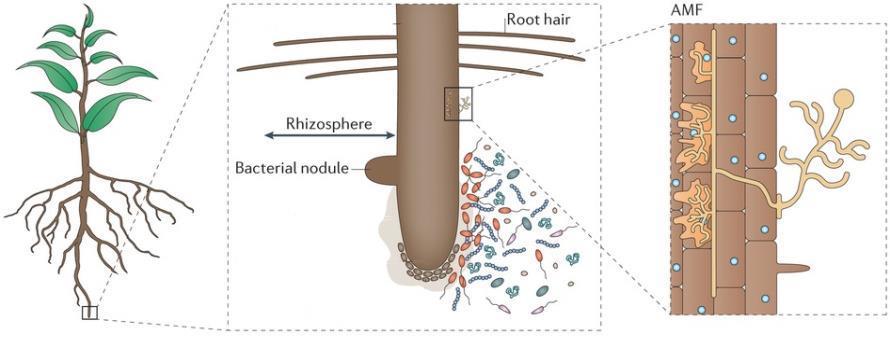 The plant root microbiome AM symbiosis