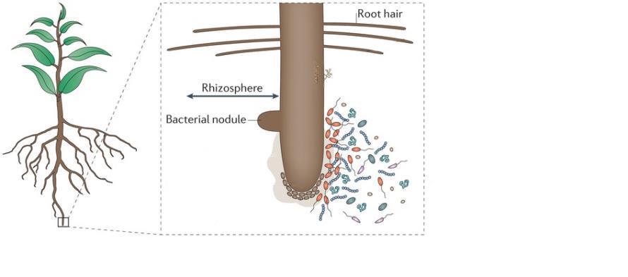 The plant root symbioses Root symbionts Arbuscular mycorrhizal (AM) fungi