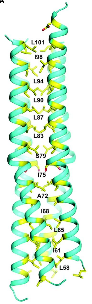 Helix (or αα) hairpins αα-hairpin two antiparallel α-helices connected by a loop Long loops have many possible conformations (and sequences) Shortest loops (2 and 3 residues) have only a single