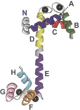 k.a. EF-Hand) Loop regions connecting helices - can have important biological functions - resulting supersecondary