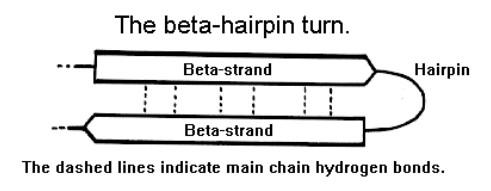 β-hairpin Simple and Common supersecondary structure β-hairpin: : two antiparallel β-strands joined by a turn or loop Very small supersecondary structure (typically less than 10 residues) β-hairpin
