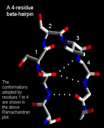 4 Residue β-hairpins Last common β-hairpin Intervening 4 residues have preferred conformations Residue 1 Residue