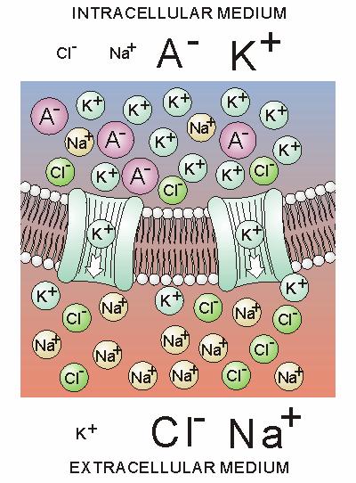 The muscle fiber - membrane extracellular medium membrane intracellular