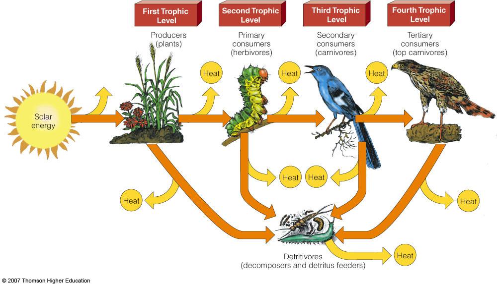 ENERGY FLOW IN ECOSYSTEMS Food chains and webs show how eaters, the eaten,