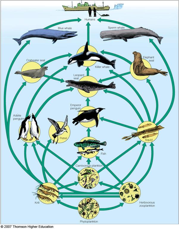 Food Webs Trophic levels are interconnected