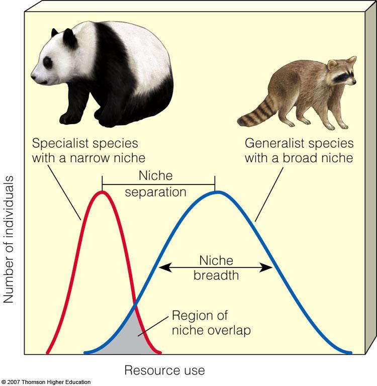 Generalist and Specialist Species: Broad and Narrow Niches Generalist species tolerate a wide