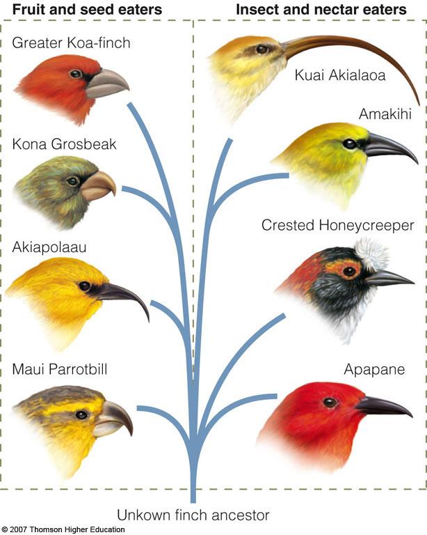 Evolutionary Divergence All of the finches in the diagram are descended from a common ancestor