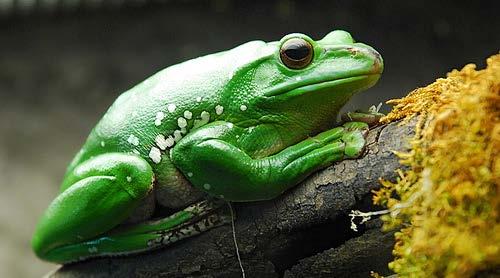 Frogs (and other amphibians) are good indicators since they live in both land and water