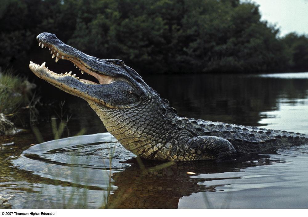 American Alligators Dig deep depressions (gator holes).