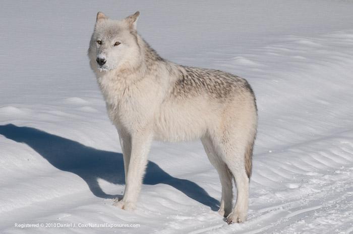 Reintroducing Wolves to Yellowstone Keystone Species Keeps prey away from open areas near stream banks.