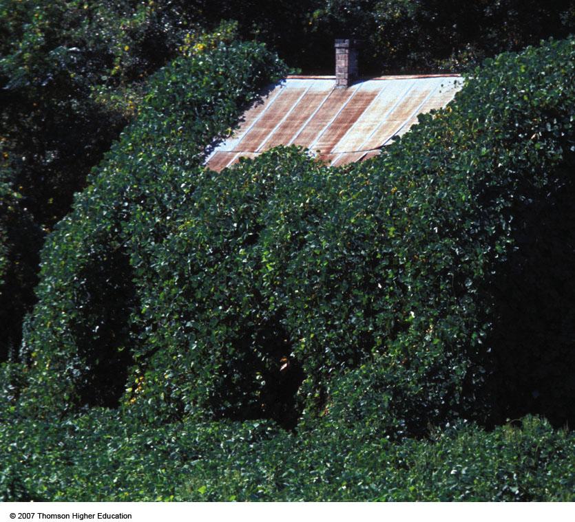 NON-NATIVE SPECIES Kudzu vine was introduced in the southeastern U.S. to control erosion.