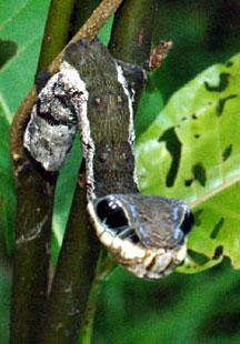 Deceptive Behavior This is a snake caterpillar.