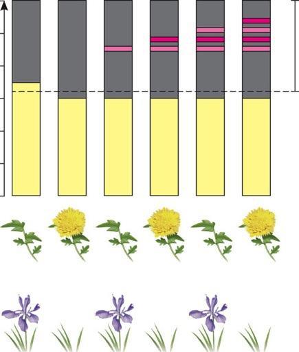 Is phytochrome the pigment that measures the interruption of dark periods in photoperiodic response?